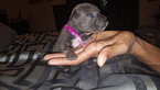 Small Photo #1 Cane Corso Puppy For Sale in LITHIA SPRINGS, GA, USA