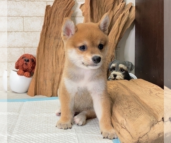 Medium Photo #7 Shiba Inu Puppy For Sale in SEATTLE, WA, USA