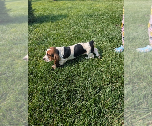 Medium Photo #13 Basset Hound Puppy For Sale in JEROME, ID, USA