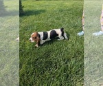 Small #12 Basset Hound