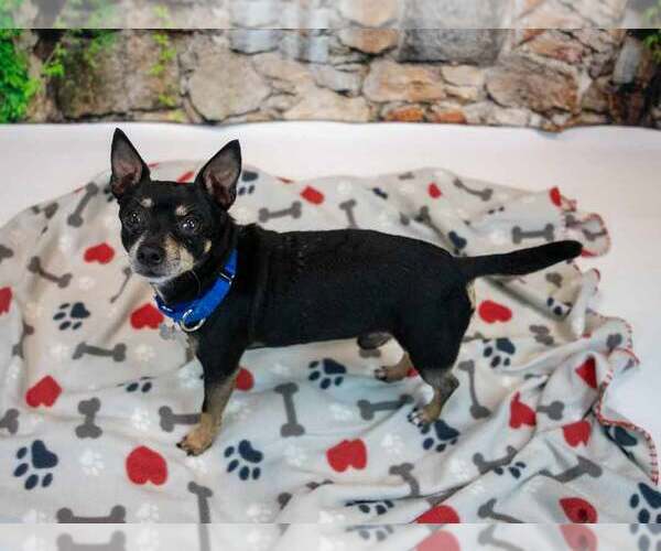 Medium Photo #5 Chihuahua-Unknown Mix Puppy For Sale in Kennesaw, GA, USA