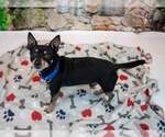 Small #4 Chihuahua Mix