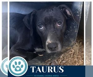 Taurus (Horoscope Pups) 100326 - Male Labrador Retriever-Unknown Mix Dog for Adoption - Photo #4