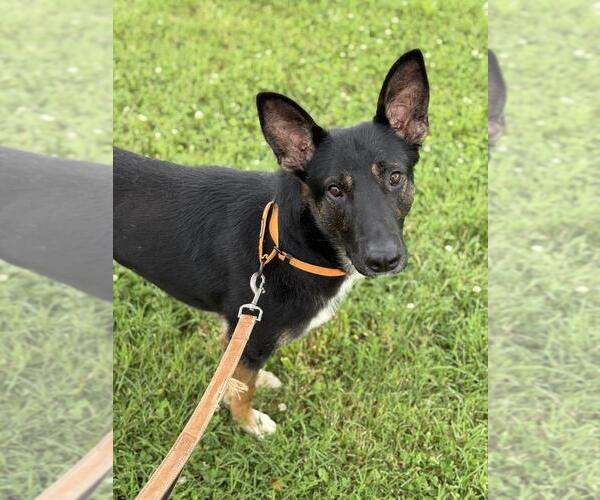Medium Photo #4 German Shepherd Dog Puppy For Sale in Evansville, IN, USA