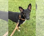 Small #3 German Shepherd Dog