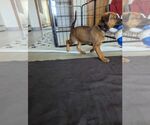 Small #3 Doberman Pinscher Mix