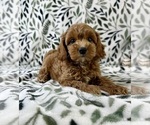 Small #5 Cavapoo