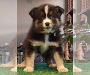 Pomsky Puppy for sale in DELAWARE, OH, USA