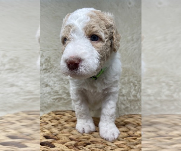 Medium Photo #63 Double Doodle Puppy For Sale in PIERSON, FL, USA