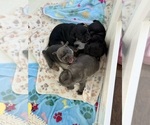 Litter of 4 - Male(s) and Female(s) French BulldogLitter of Puppies for Sale - Small photo