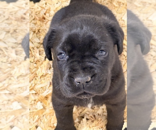 Medium Photo #1 Cane Corso Puppy For Sale in BEAVERDAM, VA, USA