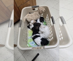 Double Doodle Puppy for sale in MOUNT VERNON, IL, USA