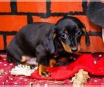 Small Photo #42 Dachshund Puppy For Sale in WAKARUSA, IN, USA