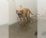 Small Great Dane-Labrador Retriever Mix