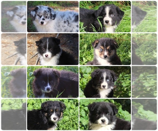 Medium Photo #1 Australian Shepherd Puppy For Sale in ACTON, CA, USA