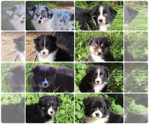 Australian Shepherd Litter for sale in ACTON, CA, USA