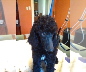 Poodle (Standard) Puppy for sale in MARION, KY, USA
