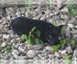 Small Photo #6 Schipperke Puppy For Sale in SEYMOUR, MO, USA
