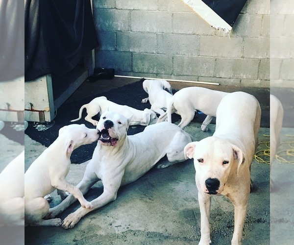 Medium Photo #6 Dogo Argentino Puppy For Sale in LOS ANGELES, CA, USA