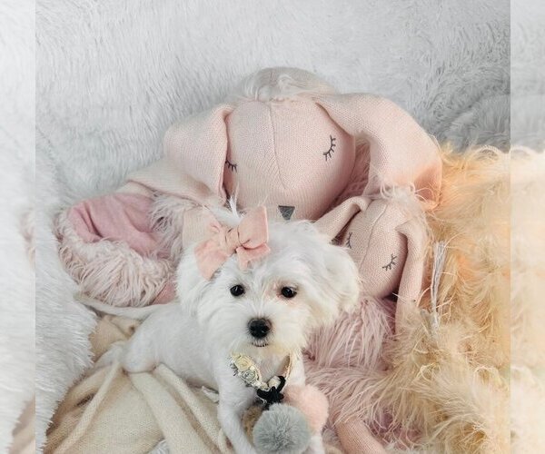 Medium Photo #2 Maltese Puppy For Sale in WEST PALM BEACH, FL, USA