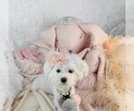 Small #1 Maltese