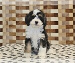 Small #3 Bernedoodle (Miniature)
