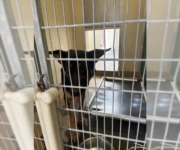 Medium Photo #1 German Shepherd Dog-Unknown Mix Puppy For Sale in Texas City, TX, USA