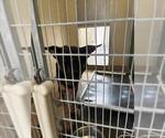 Small German Shepherd Dog Mix