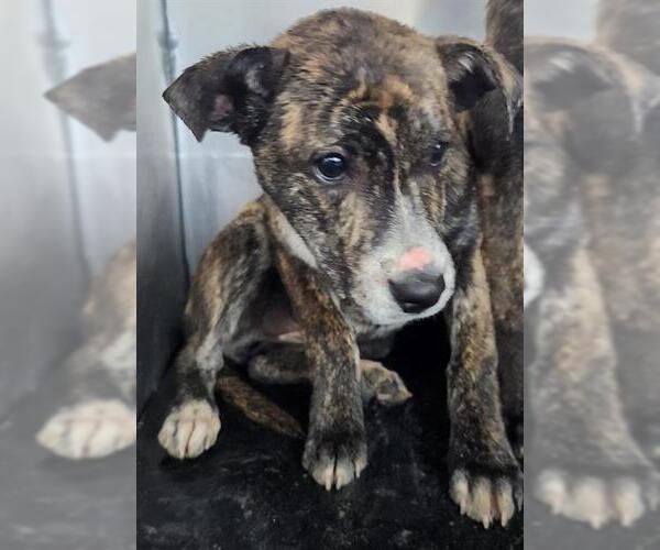 Medium Photo #1 American Staffordshire Terrier-Unknown Mix Puppy For Sale in San Antonio, TX, USA