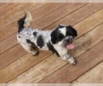 Small Photo #1 Havashu Puppy For Sale in THAYER, KS, USA