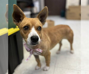 Mutt Dogs for adoption in Stockton, CA, USA