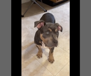 American Bully Puppy for sale in SOUTH BOSTON, MA, USA