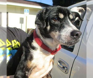 Labrador Retriever Dogs for adoption in Ocala, FL, USA