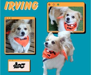 Papillon-Unknown Mix Dogs for adoption in Lindsay, CA, USA