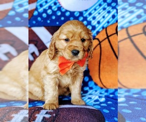 Golden Cavalier Puppy for sale in HONEY BROOK, PA, USA