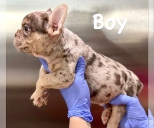 French Bulldog Puppy for sale in CHICAGO, IL, USA