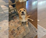Small #1 Mutt