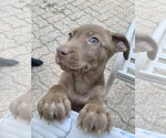 Small #1 Black Mouth Cur-Labrador Retriever Mix