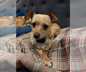 Sadie - Female Chihuahua-Unknown Mix Dog for Adoption - Photo #2