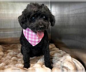 Poodle (Miniature)-Unknown Mix Dogs for adoption in Orange, CA, USA
