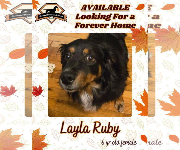 Medium Photo #7 Dachshund-Unknown Mix Puppy For Sale in San Antonio, TX, USA