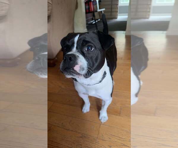 Medium Photo #1 Mutt Puppy For Sale in Shelburne, VT, USA