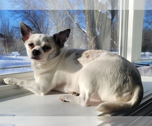 Mother of the Chihuahua puppies born on 05/30/2025