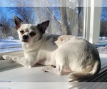 Small Photo #1 Chihuahua Puppy For Sale in OREGON, WI, USA
