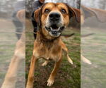 Small #2 Mountain Cur Mix