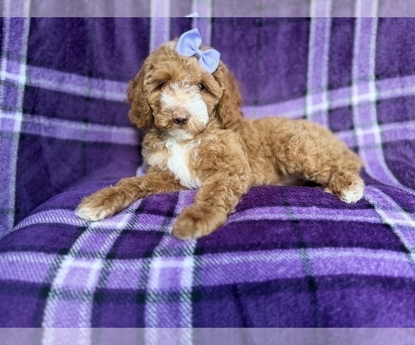 Medium Photo #3 Cock-A-Poo Puppy For Sale in LAKELAND, FL, USA