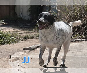 JJ - Male Mutt Dog for Adoption - Photo #4