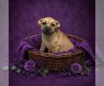 Small #1 Mutt