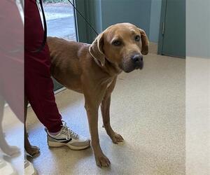 Labrador Retriever-Unknown Mix Dogs for adoption in Woodbury, NY, USA