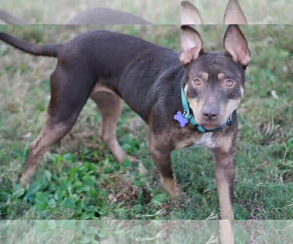 Medium Photo #5 Bull Terrier-Doberman Pinscher Mix Puppy For Sale in Cookeville, TN, USA